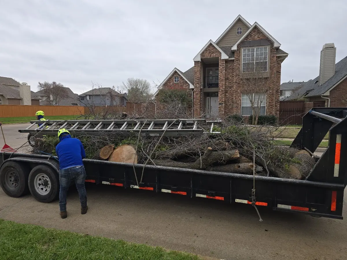 Expert Tree Pest Control with proper safety equipment in Broadview